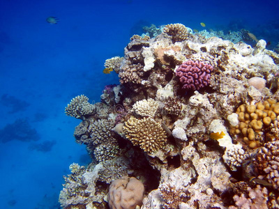 珊瑚礁和鱼类