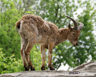 东高加索turcapra cylindricornis