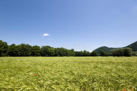 麦田