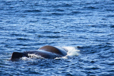 出海的抹香鲸