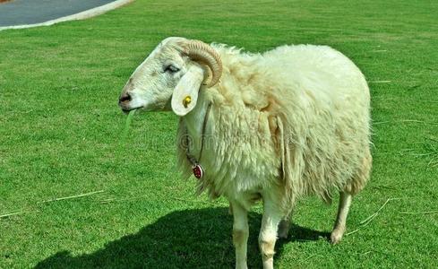 公羊摄影图