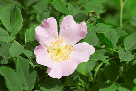 野玫瑰开花