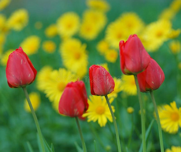 郁金香和洋甘菊花