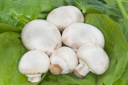 蘑菇菠菜青菜图片