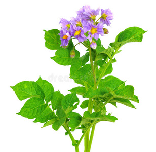 马铃薯的花图片