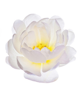 白蔷薇图片 白蔷薇素材 白蔷薇插画 摄图新视界 白蔷薇图片 白蔷薇素材 白蔷薇插画 摄图新视界