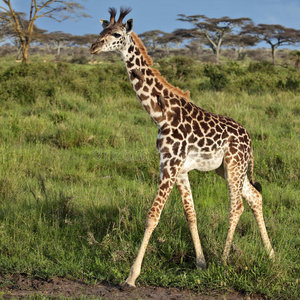 非洲大草原上的长颈鹿