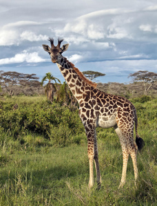 非洲大草原上的长颈鹿