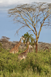 游猎 风景 长颈鹿 国家的 哺乳动物 非洲 塞伦盖蒂 大草原