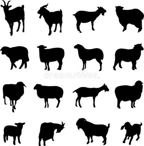 流氓兔和羊妹妹图片