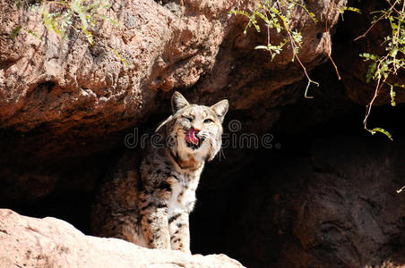 鲍勃猫图片