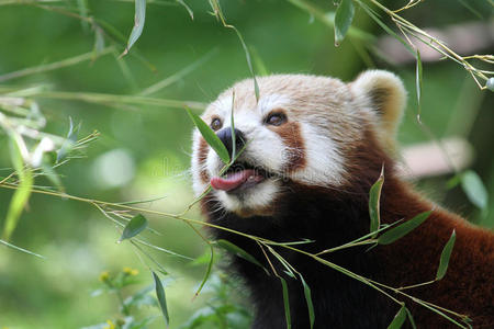 熊吃竹叶美丽的红色熊猫或小熊猫坐在树木之间,从绿色的竹叶中觅食