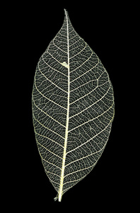 植物脉图片-植物脉素材-植物脉插画-摄图新视界