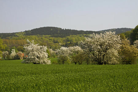 德国霍尔珀多普四月樱花盛开