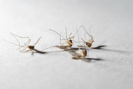 死蚊子图片
