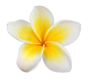 澳洲鸡蛋花图片-澳洲鸡蛋花素材-澳洲鸡蛋花插画-摄图新视界