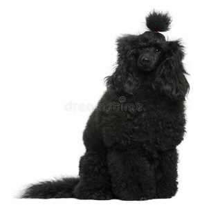 狮子狗,12个月大照片