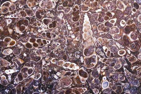 玛瑙石板化石