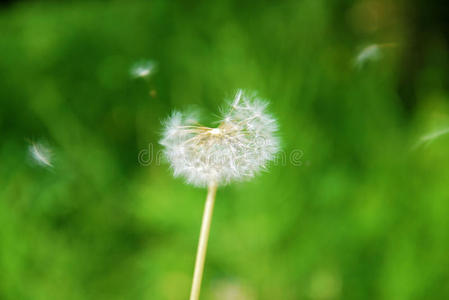 蒲公英被风吹过照片