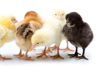 五只小鸡图片