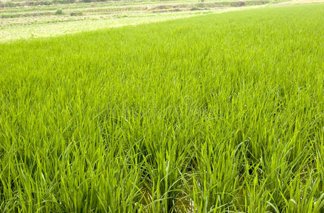 水稻秧苗生长图片