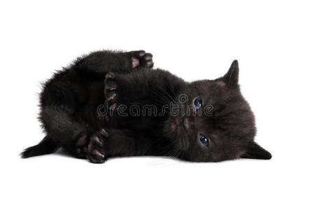 一只黑色英国小猫