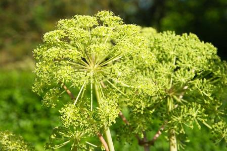 欧美色欧白芷照片