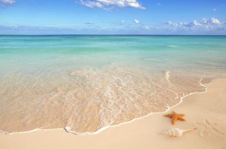 海贝海星沙绿松石加勒比海