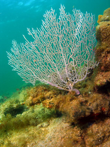 扇形珊瑚