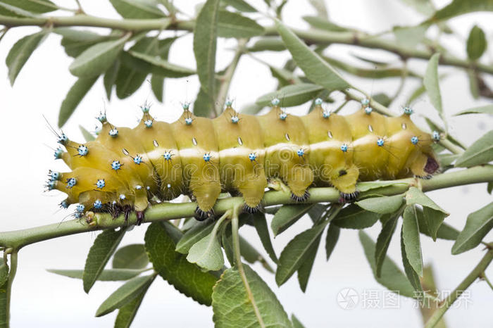 下载小样发票合同问题/举报毛虫毛毛虫,幼虫,鳞翅目绿蟋蟀毛虫绿蟋蟀