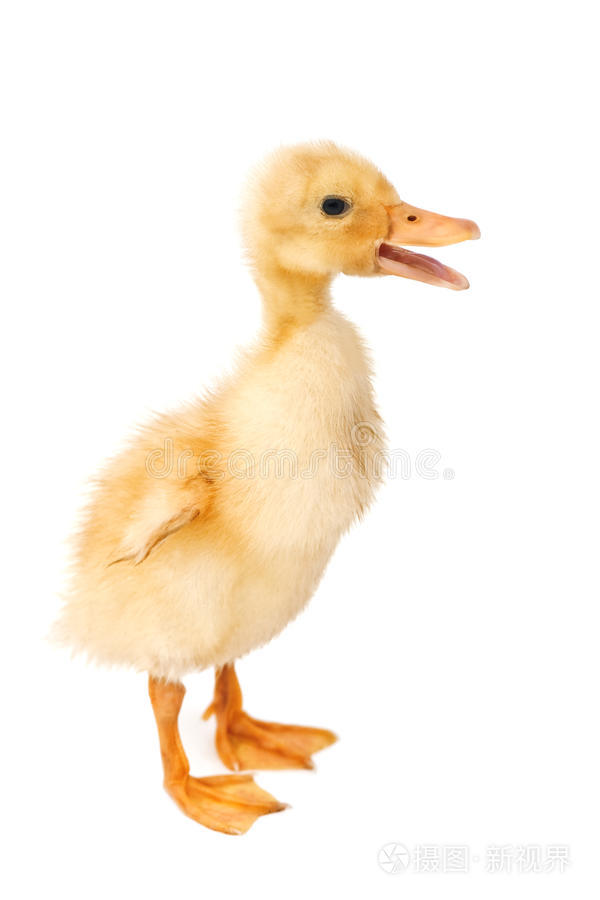 鸭子照片-正版商用图片0jkh25-摄图新视界