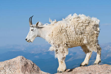 野生动物 荒野 毛皮 寒冷的 埃文斯 山羊 猛撞 动物 哺乳动物