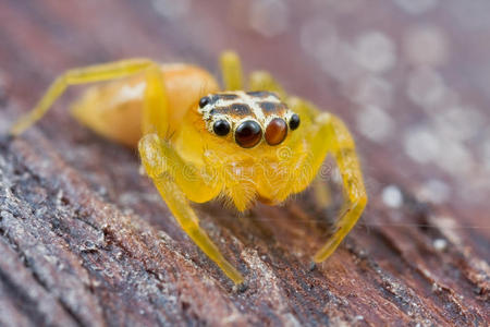 桔黄色的跳跃蜘蛛