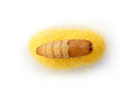 蚕蛹破壳什么样图片