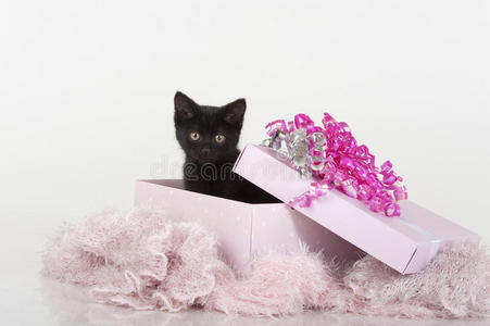 可爱的粉红黑小猫礼品盒