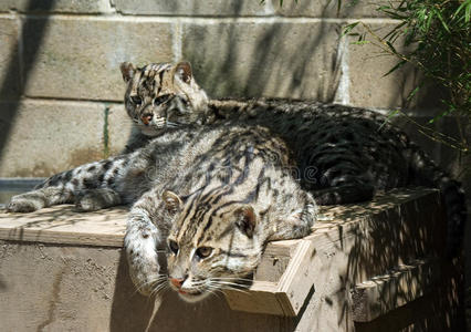 钓鱼猫图片