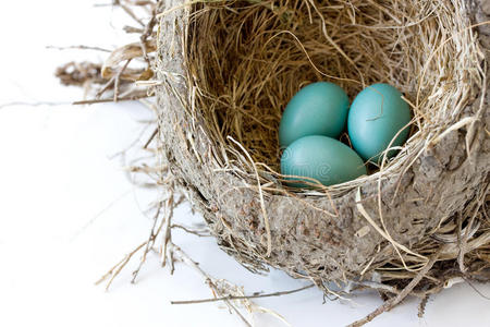 北知更鸟蛋图片