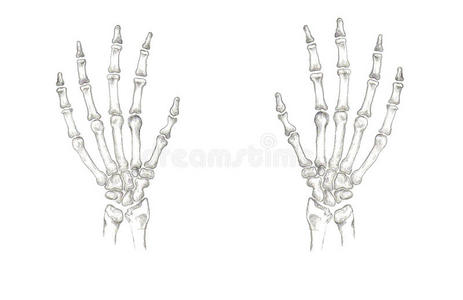 手骨图片 手骨素材 手骨插画 摄图新视界
