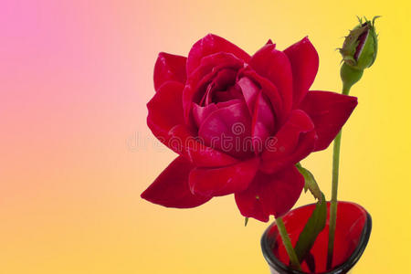 粉红和黄色背景上的红玫瑰和花蕾
