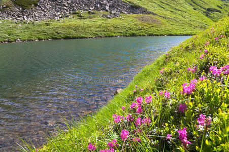 山湖畔杜鹃花