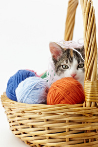 玩毛线的猫照片