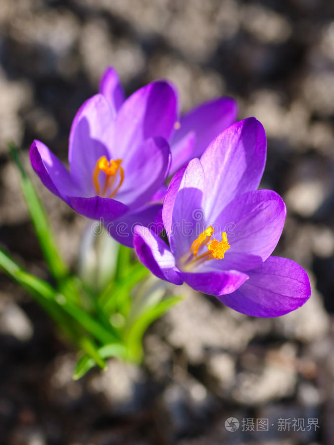 紫色番红花