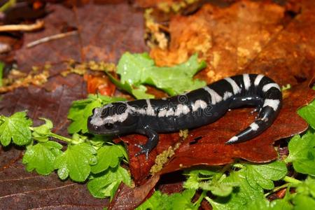 大理石蝾螈ambystoma opacum