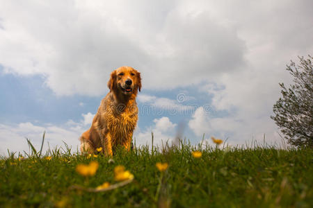 金毛猎犬画像