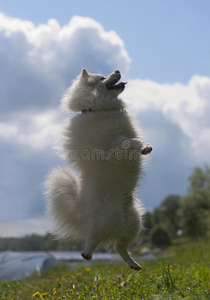 日本尖嘴犬