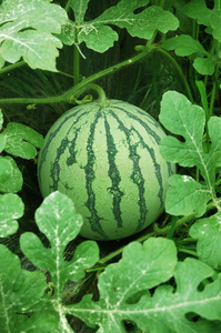 田里的绿西瓜照片