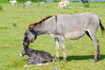 牧场上刚出生的小驴