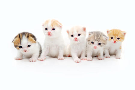 猫与毛茸茸的条纹尾巴矢量图标毛茸茸的波斯小猫毛茸茸的小猫动物