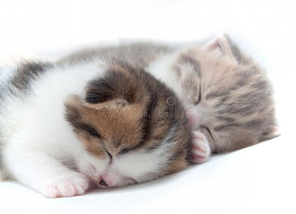 两只睡着的小猫