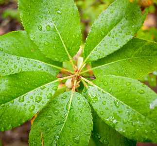 雨落在树叶上